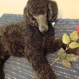 Poodle Puppies from Deborah Busch Poodles