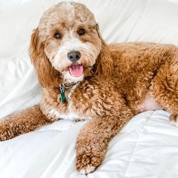 Pippa - Goldendoodle