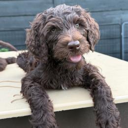 Morel - Orange Collar - Chocolate female Goldendoodle puppy in Garland, Texas from Twilight Doodles