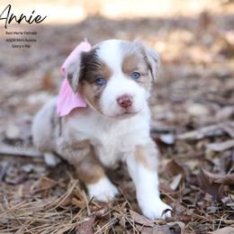 Annie - RMF1 - Red merle female Miniature Australian Shepherd puppy in Nacogdoches, Texas from TK Standard, Mini, & Toy Aussies