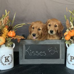 Golden Retriever Puppies from KP Golden Retrievers