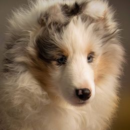 Shetland Sheepdogs from Echo Hill Shelties