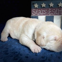 Labrador Retriever Puppies from Gochee Labs