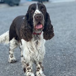 Kermis - English Springer Spaniel