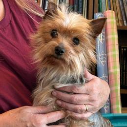 Lizzie - Yorkshire Terrier