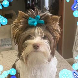 Mia - Yorkshire Terrier