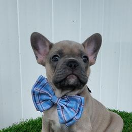 French Bulldog Puppies from Double Barrel Bullies