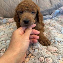Brown collar girl - Red  female Poodle puppy in Riverside, California from Riverside red poodles