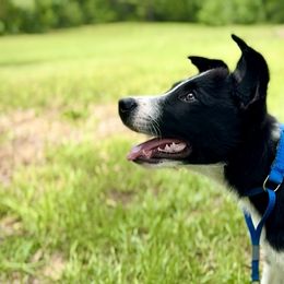 Border Collie Puppies from Chasing Dreams Border Collies