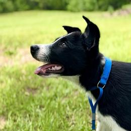 Border Collie Puppies from Chasing Dreams Border Collies