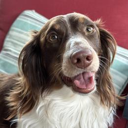 Chester - Dachshund