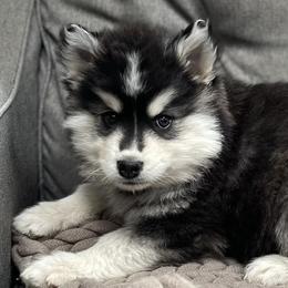 Siberian Husky Puppies from Addison Grove Huskies