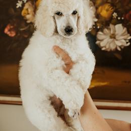 Poodle Puppies from Elysee Standard Poodles
