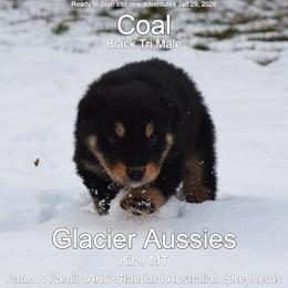 Coal - Black tri-color male Australian Shepherd puppy in Kila, Montana from Glacier Aussies