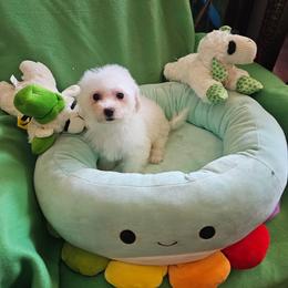 Missy - White and buff female Bichon Frise puppy in Chatham, Illinois from Bichon Frise Partnership