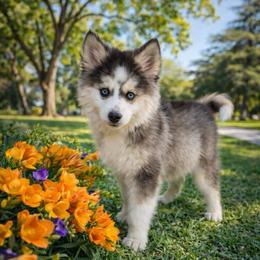 Love bug - Gray and white female Pomsky puppy in La Verne, California from Red Cedar Pomskies