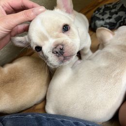 French Bulldog Puppies from Pk Frenchies