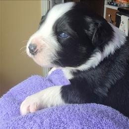 Iggy - Black tri-color male Australian Shepherd puppy in Harrodsburg, Kentucky from Triple M Aussies