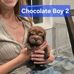 Chocolate Boy 2 - Chocolate dilute male Chinese Shar-Pei puppy in Blossvale, New York from CNY Shar Peis