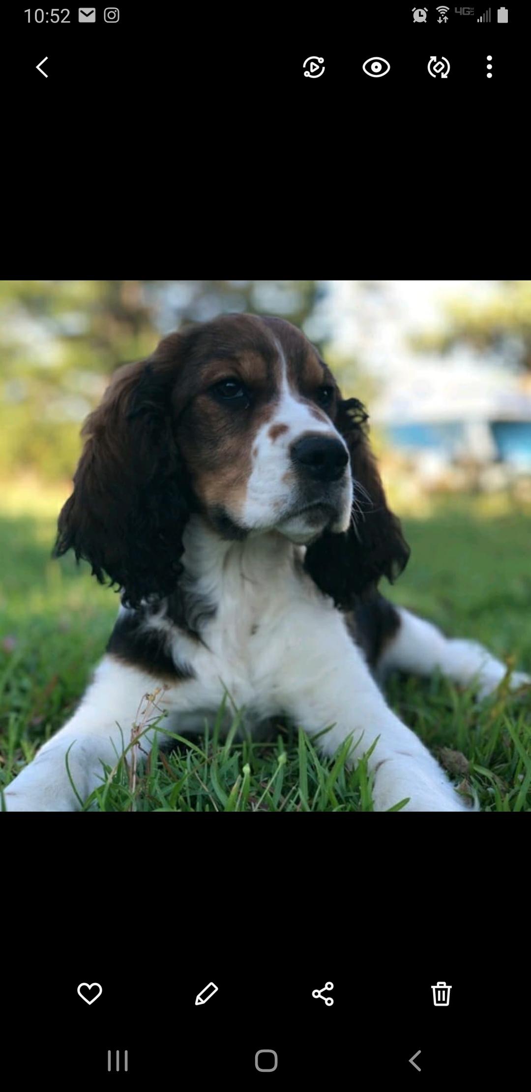 Hembree Creek Springers in South Carolina | English Springer Spaniel  puppies | Good Dog, image size:1080x2220