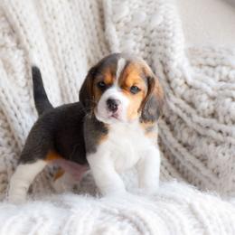 Miles - Black tan and white male Beagle puppy in Caldwell, Ohio from Folklore Kennel