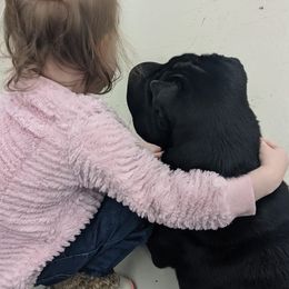 Chinese Shar-Pei from Eihpos Shar-Pei