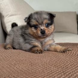 Boy 2 - Blue merle male Pomeranian puppy in Meridian, Idaho from Idaho_poms