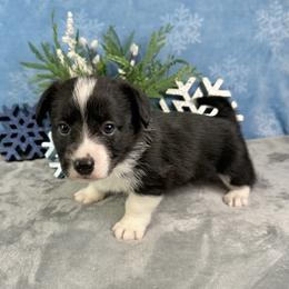 Blitzen - Brindle and white male American Corgi puppy in Waskom, Texas from Piney Woods Corgis