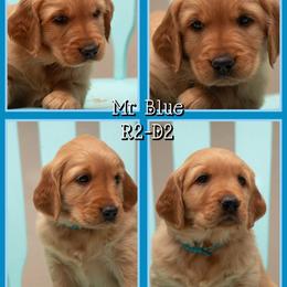 R2D2 - Dark golden male Golden Retriever puppy in Driggs, Idaho from SK Golden Retrievers
