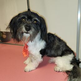 Neville - Havanese