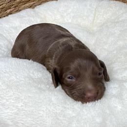 Cove - Chocolate and tan female Dachshund puppy in Wallingford, Kentucky from Hensley Homestead Dachshunds