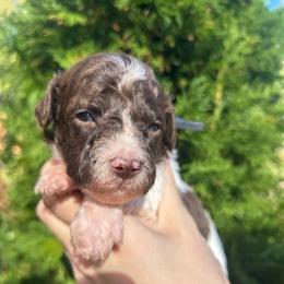 Navy Boy - Parti male Goldendoodle puppy in Huntsville, Alabama from Winchester Doodles