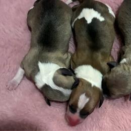 Italian Greyhound puppies from The Noodle Nest