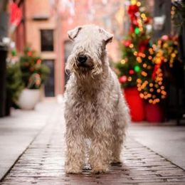 Katniss - Soft Coated Wheaten Terrier