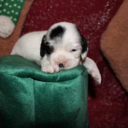 Pfannee - Black and white male Cocker Spaniel puppy in Hickory, North Carolina from Home Grown Cocker Spaniels