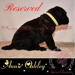 Perro de Presa Canario Puppies from Mesquite Creek Kennels