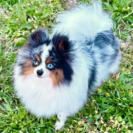 Lacey - Pomeranian