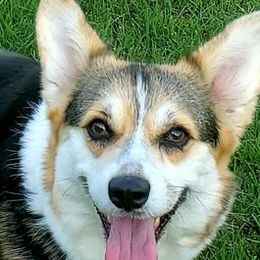 Hope - Pembroke Welsh Corgi