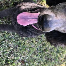 Poodles from Pearson’s Poodles