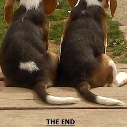 Beagle Puppies from Devana