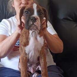 Boy 5 flashy brindle - Brindle male Boxer puppy in Morriston, Florida from Like The Wind Boxers