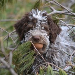 Lagotto Romagnolo and Pointer Puppies from RaceCity