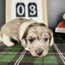 Dachshund Puppies from Queen of Weens Dachshunds