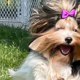 Jewel - Biewer Terrier