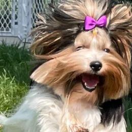 Jewel - Biewer Terrier