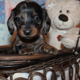 Girl 3 - Blue and tan female Dachshund puppy in Craig, Colorado from Rocky Mountain Shih Tzus and Dry Creek Miniature Dachshunds