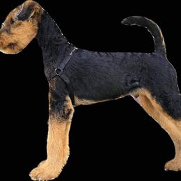 Airedale Terrier Puppies from Mystic’s Airedales