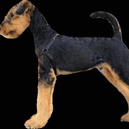 Airedale Terrier Puppies from Mystic’s Airedales