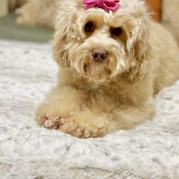 Journey - Australian Labradoodle