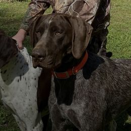 German Shorthaired Pointers from Fishing Creek GSP